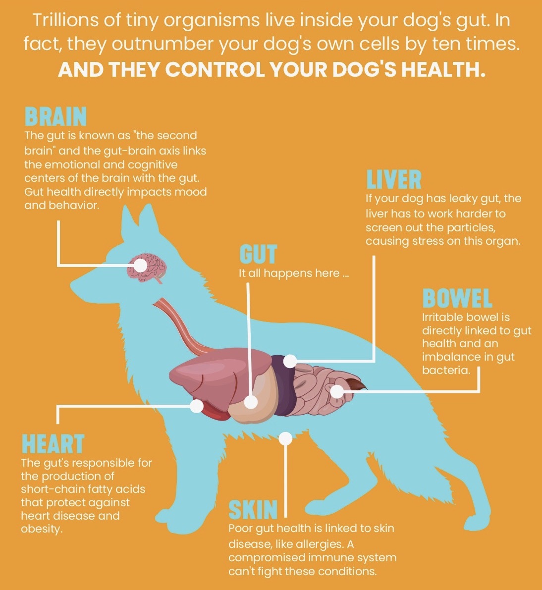 Why is gut health so important? - Orchard House Petfood