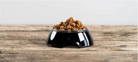 The role of antioxidants in dog food